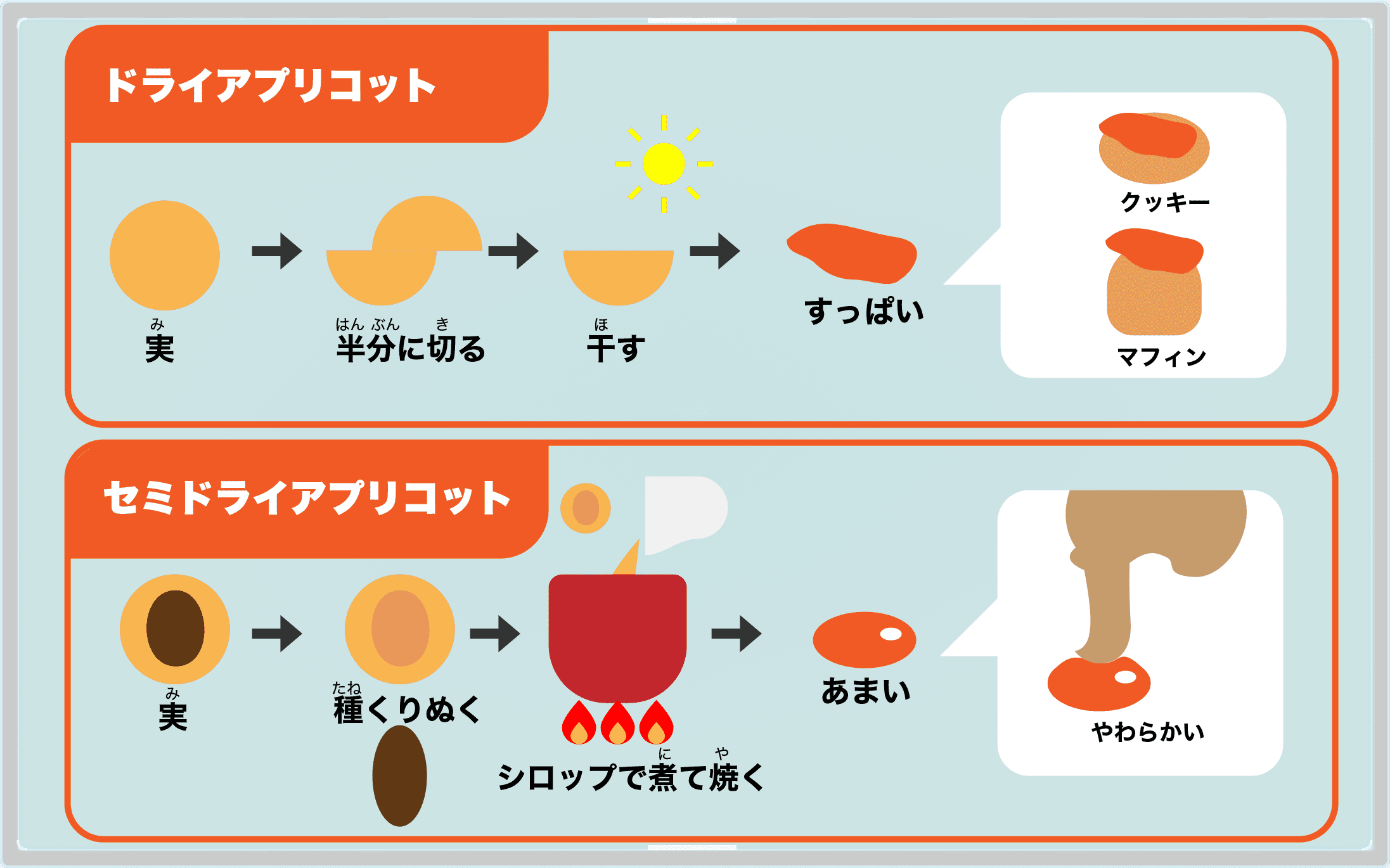 アプリコットイラスト Bカロテンたっぷり 冷えに効くドライフルーツ 体を温める種類と効能 栄養