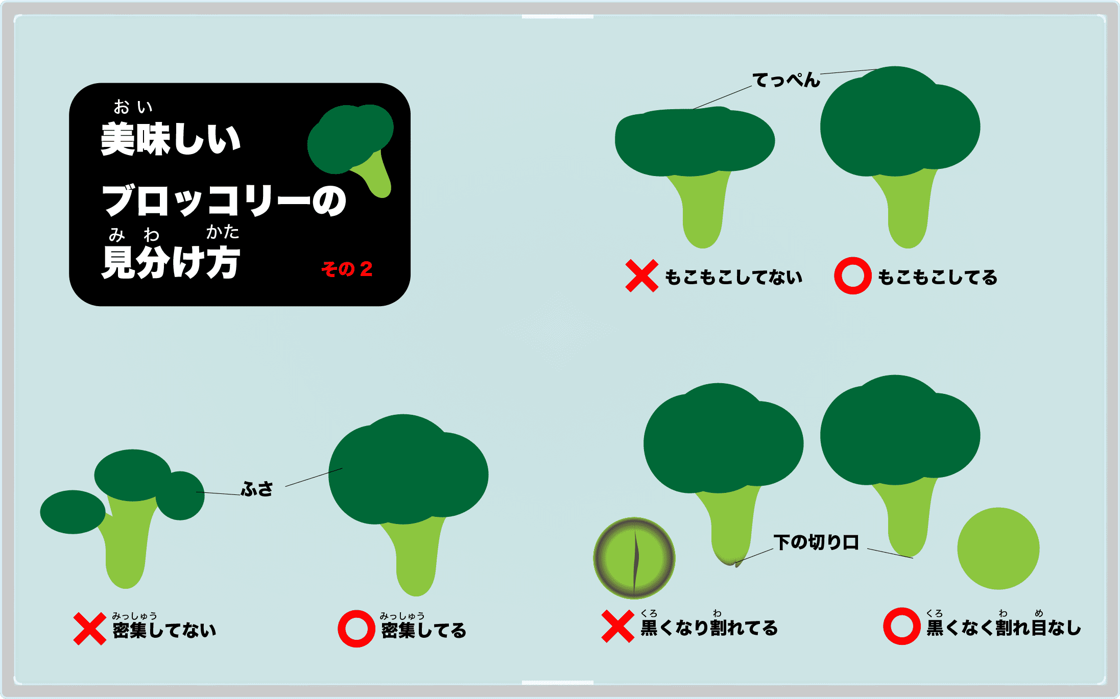 美味しいブロッコリーの見分け方2