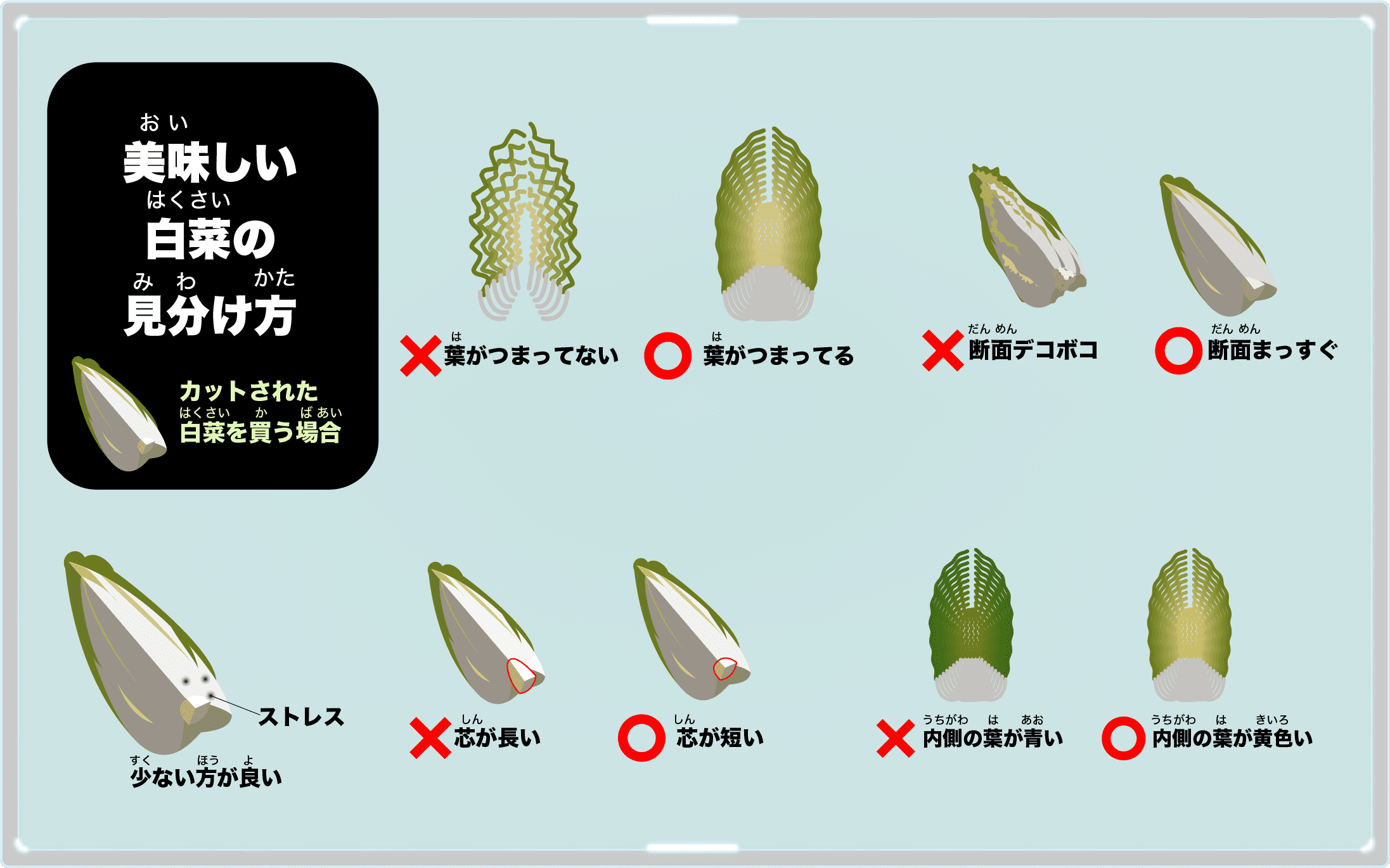 カットされた白菜の見分け方