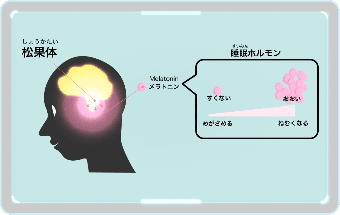 メラトリン
