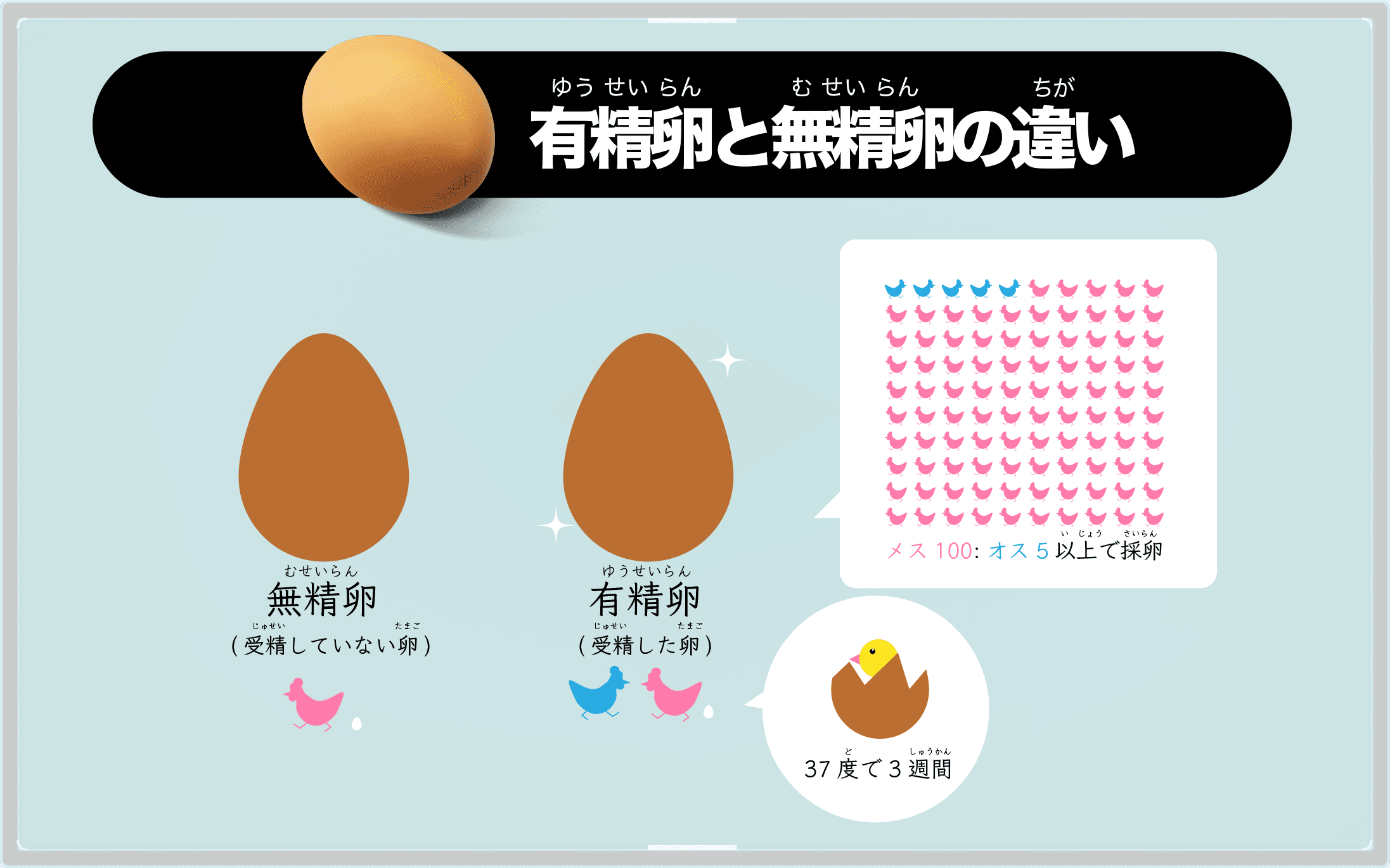 有精卵と無精卵の違い