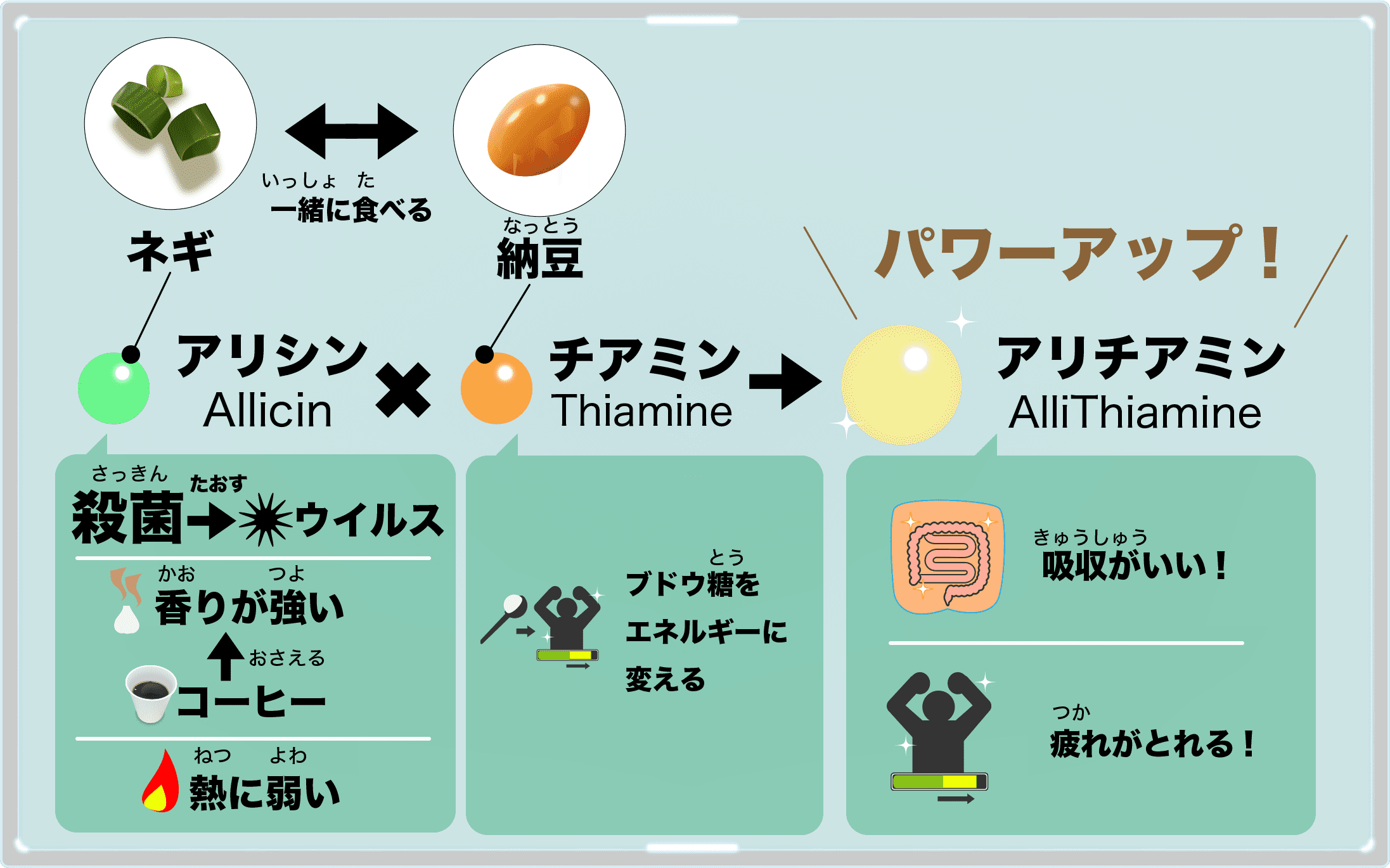 ネギと納豆を一緒に食べると、アリシンがチアミンがパワーアップしてアリチアミンに!