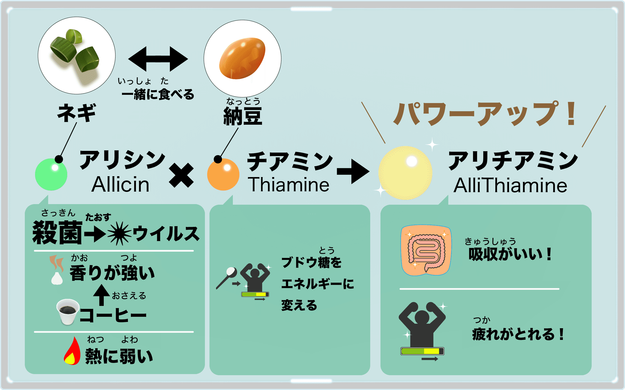 ネギと納豆を一緒に食べると、アリシンがチアミンがパワーアップしてアリチアミンに！