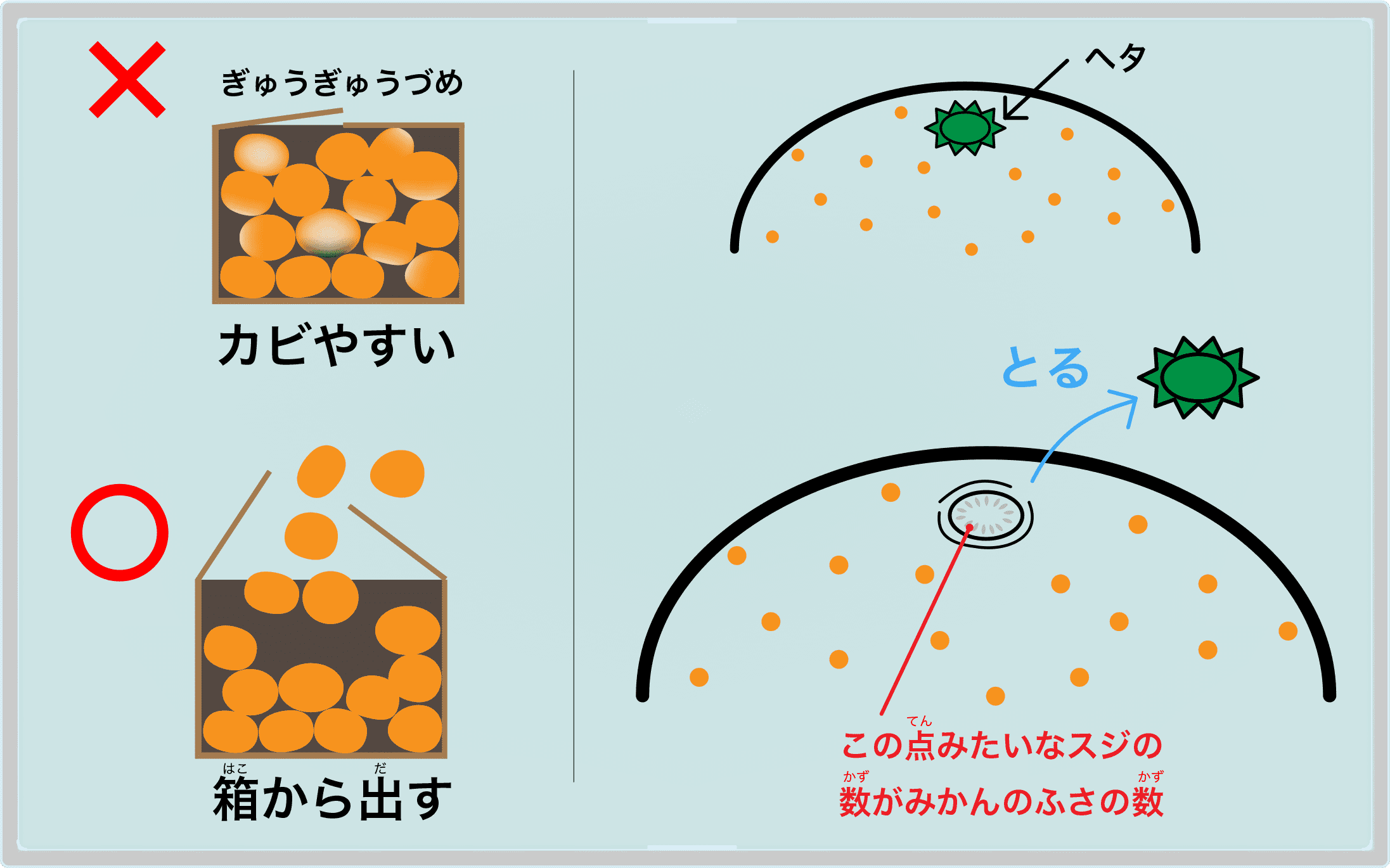 みかんまるごと1玉買う場合の見分け方