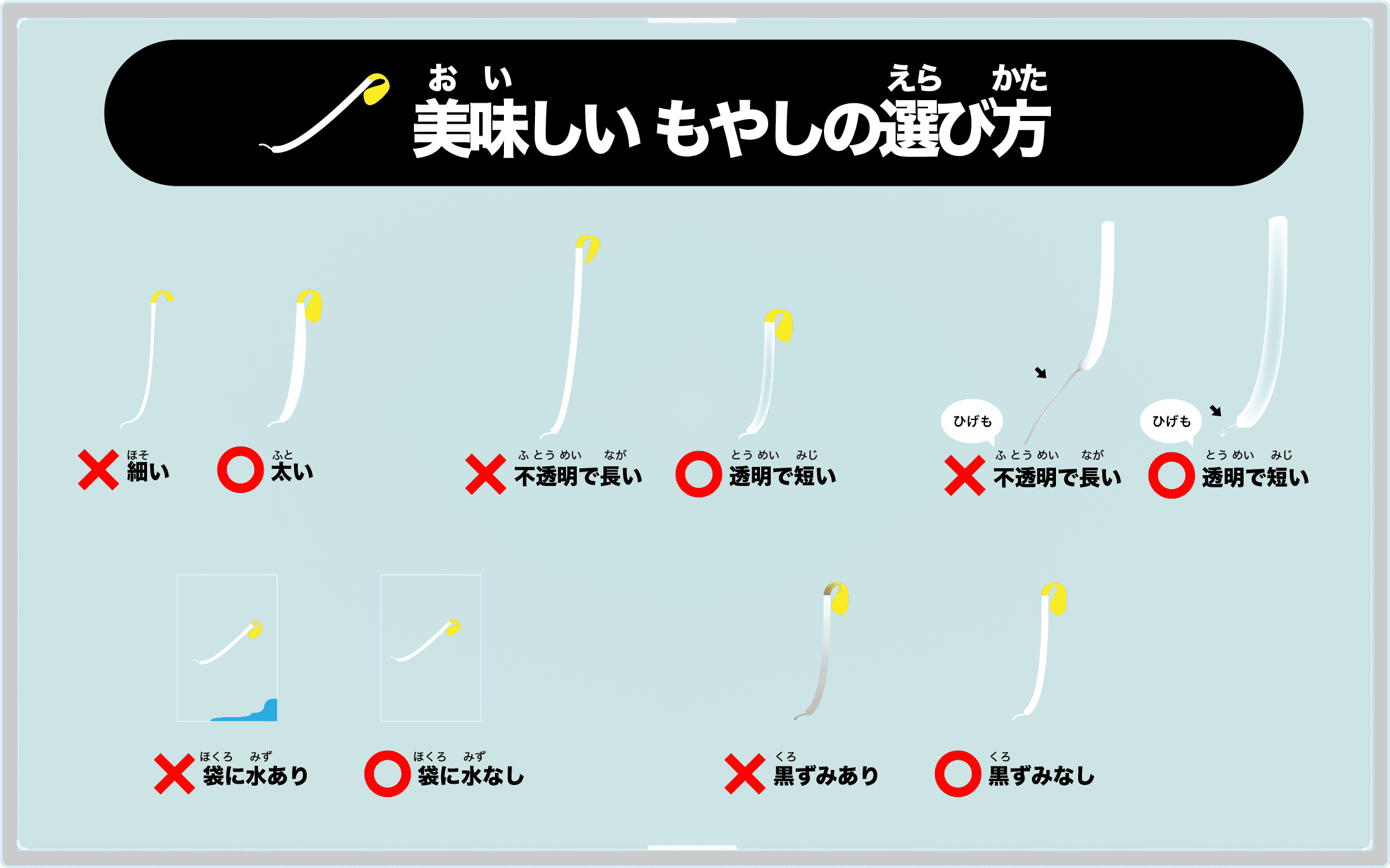 美味しいもやしの選び方