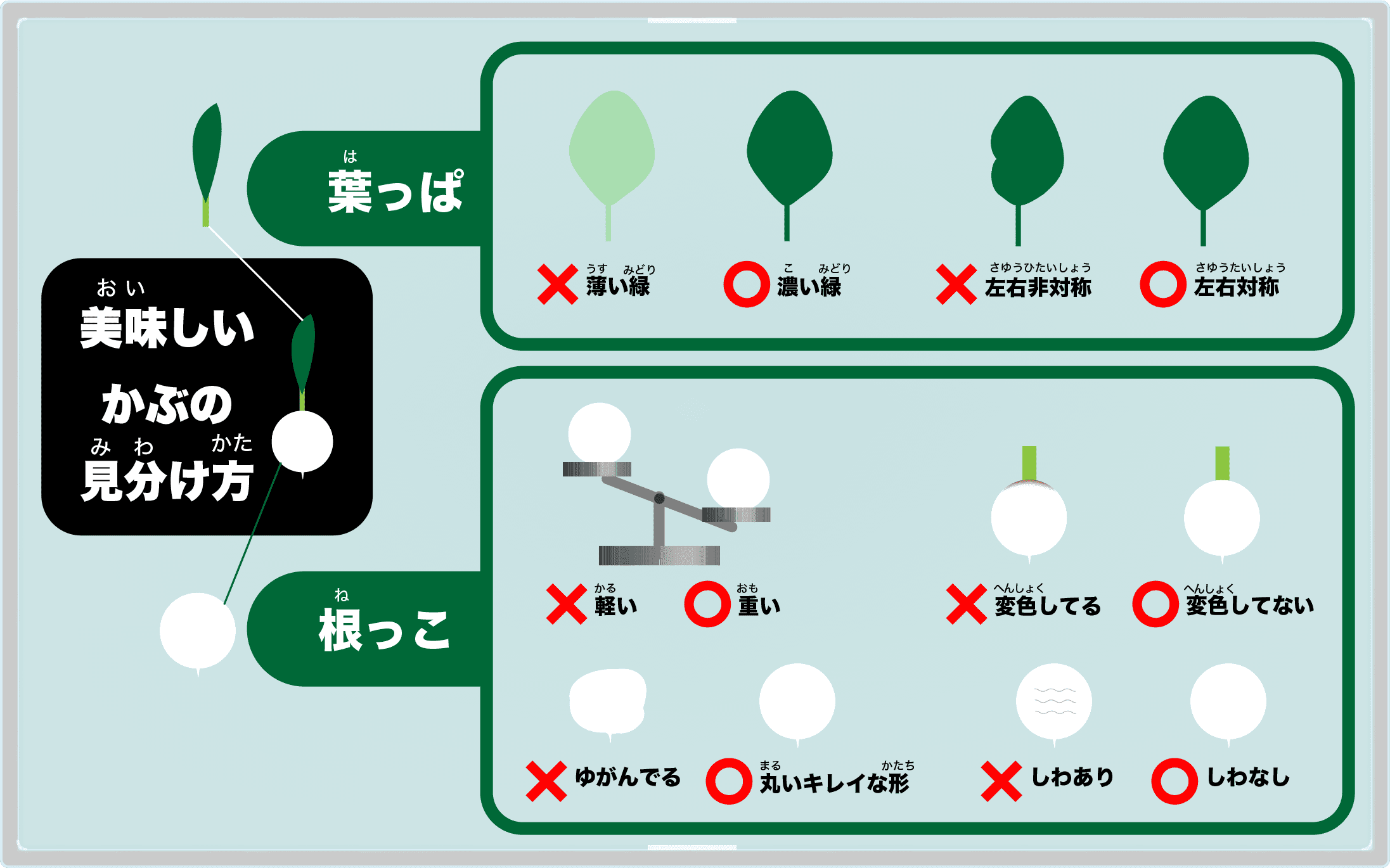 美味しいかぶの見分け方