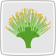 アガベの花