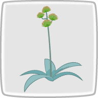花言葉