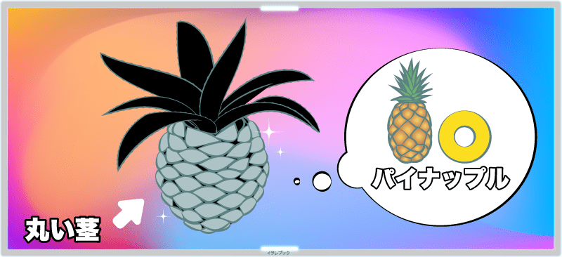 アガベのパイナップルみたいな丸い茎