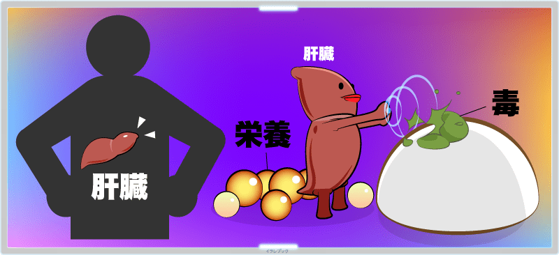 肝臓は人体の中で一番大きな臓器で、栄養を貯めたり分解したり、毒のある食べ物を解毒したりしてくれる働きがある