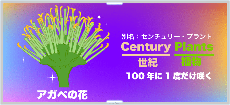 アガベの花。別名Century Plants