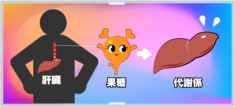果糖は肝臓が代謝係になっている