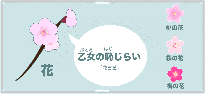 杏子の花言葉は「乙女の恥じらい」