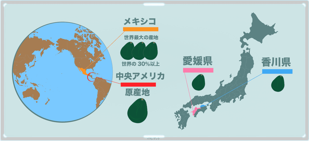アボカドの世界最大の産地はメキシコ。原産は中央アメリカ。日本では愛媛県や香川県で栽培