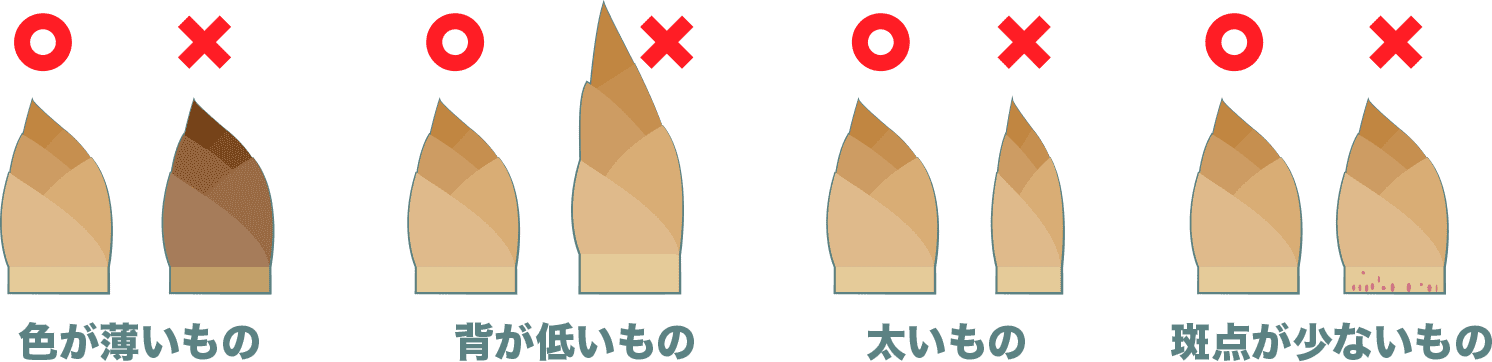 筍は、色が薄く、背が低く、太く、根本の斑点が少ないものを選ぶ