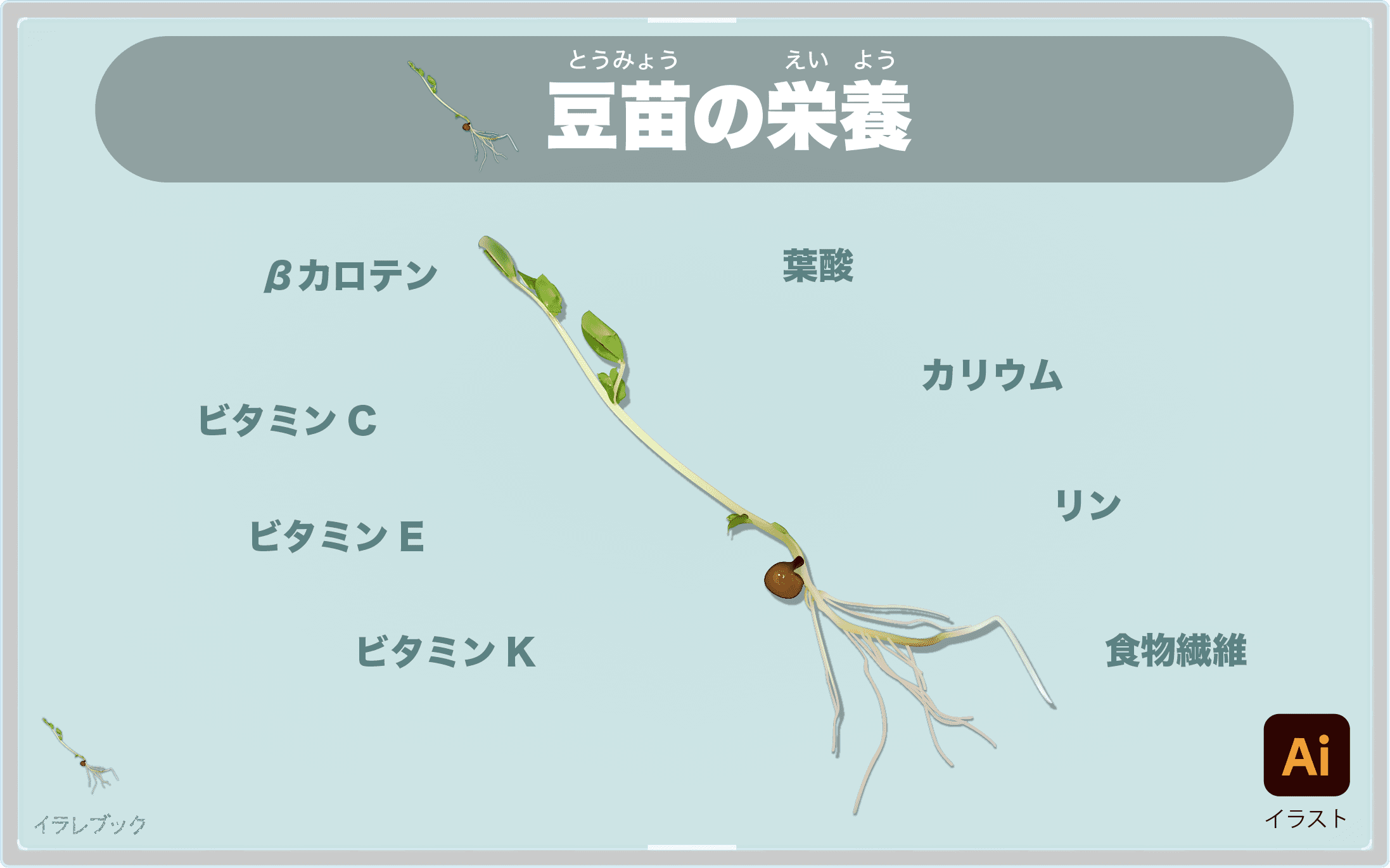 豆苗の栄養を図解