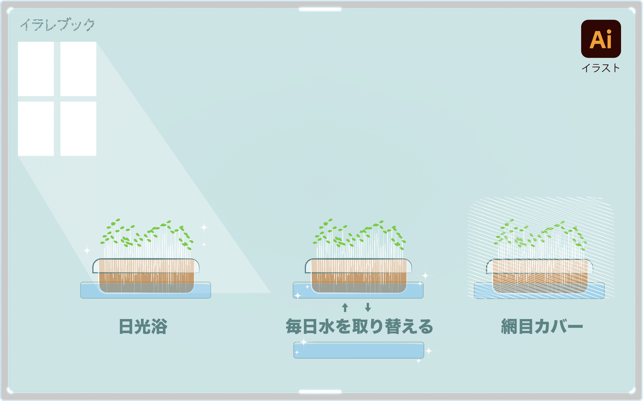 豆苗の育て方