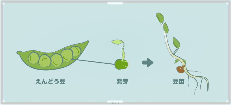 えんどう豆から発芽した新芽が豆苗