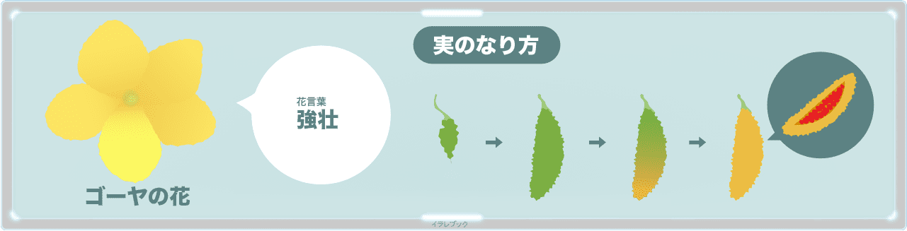 ゴーヤの生り方