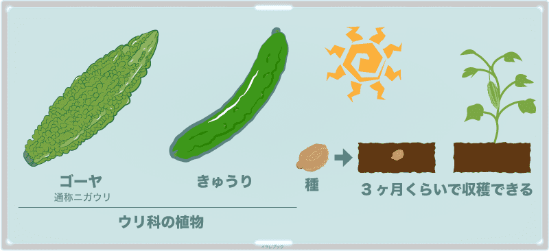 ゴーヤはウリ科の植物。3ヶ月くらいで収穫できる