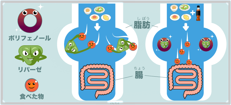 黒烏龍茶はどう効くのかイラスト2