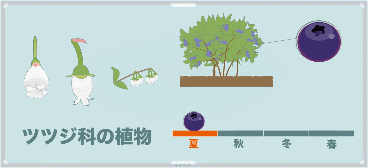 ブルーベリーはツツジ科の植物