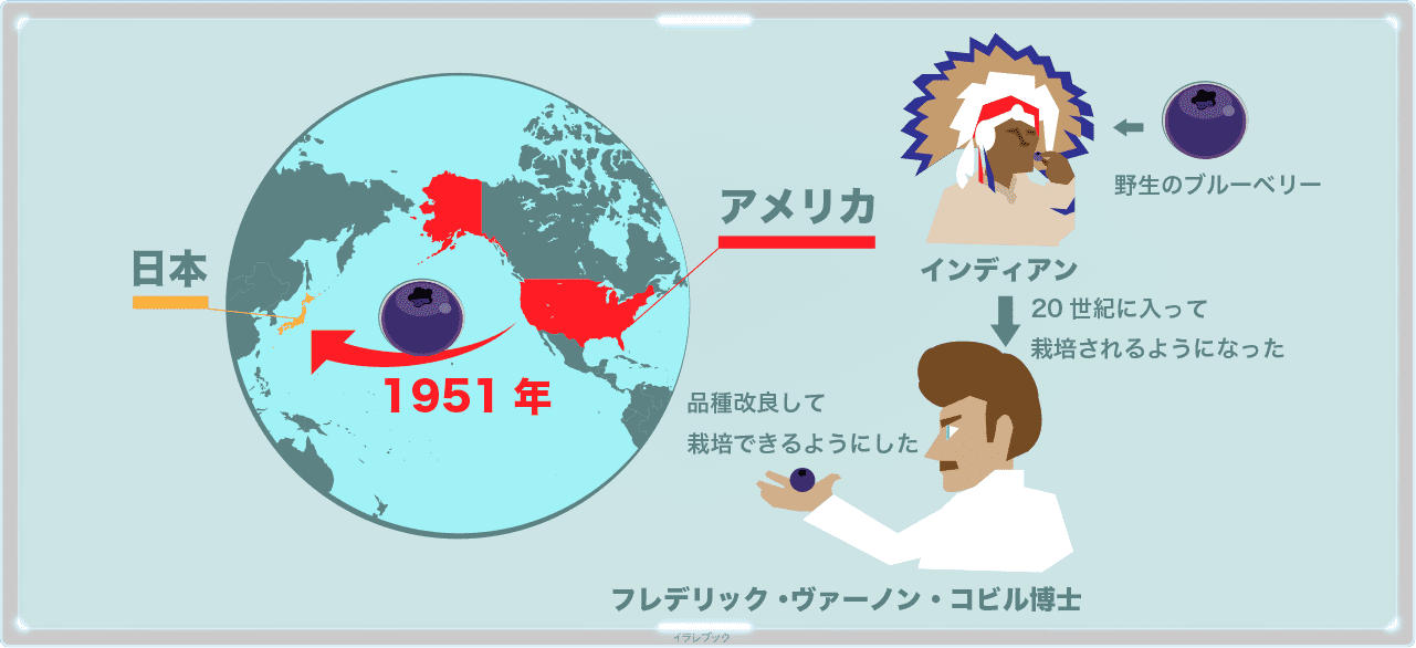 ブルーベリーはアメリカから