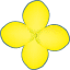 菜の花