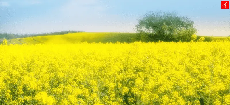 チンゲン菜の花