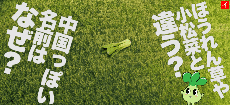 ほうれん草や小松菜と違う?中国っぽい名前はなぜ?