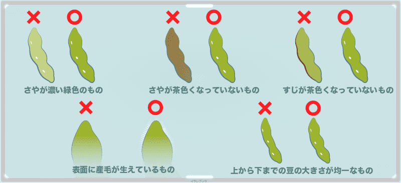 そら豆の選び方