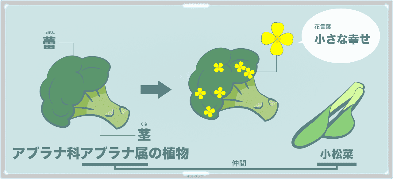 ブラナ科アブラナ属の植物でもこもこの蕾1つ1つに花が咲く。小松菜もアブラナ属