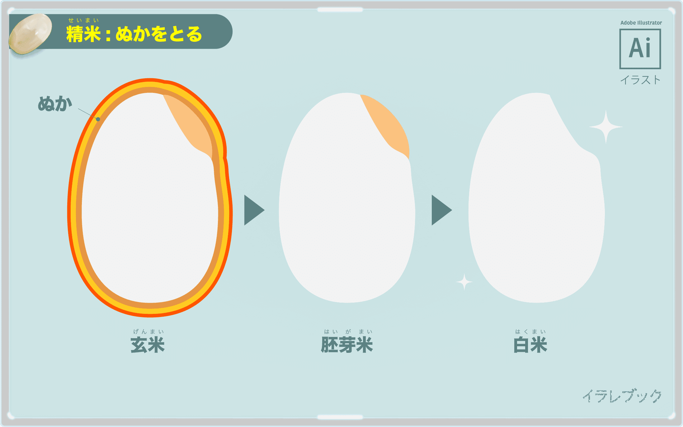 精米とは糠をとること。<br>玄米から胚芽米、白米へ