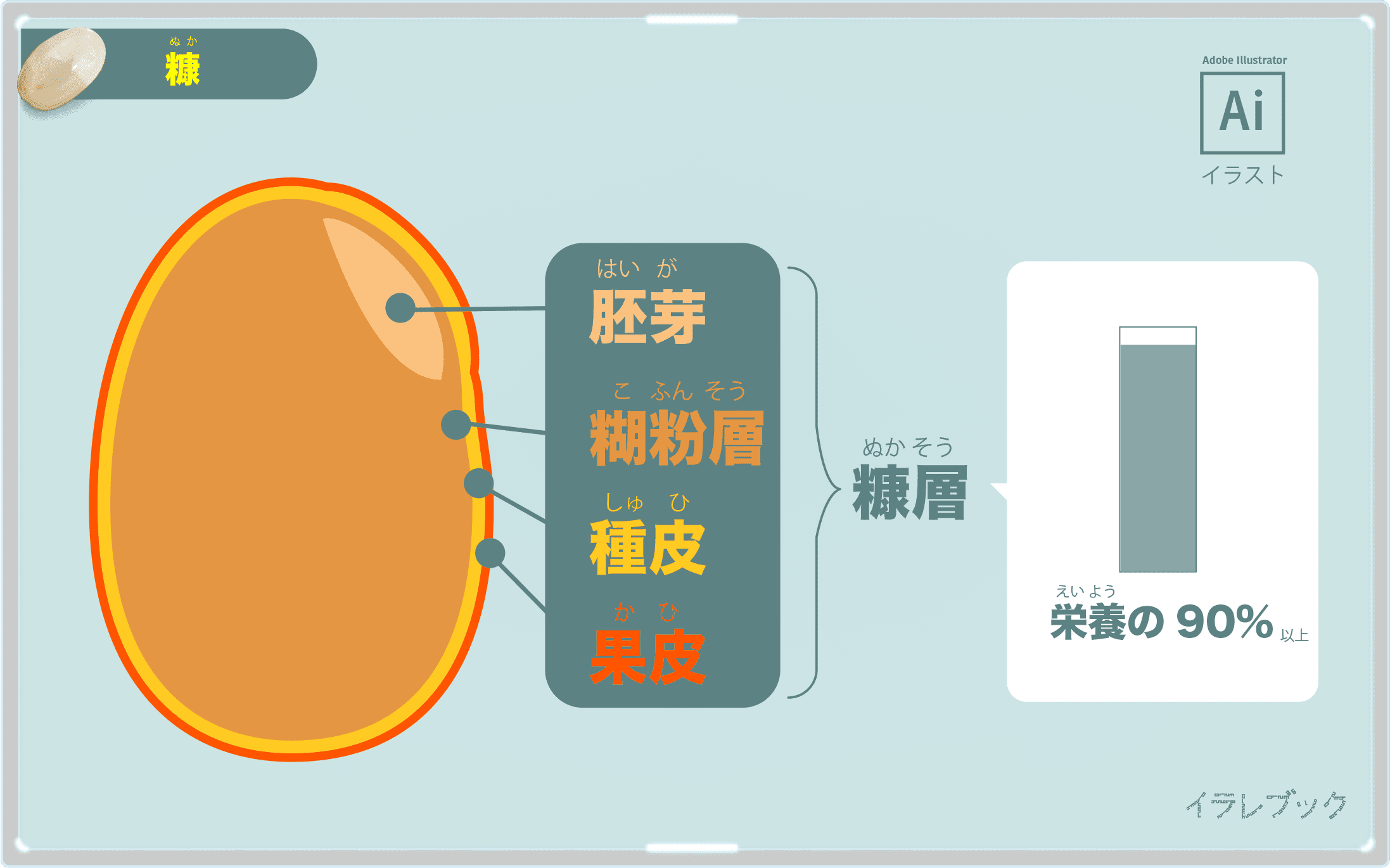 胚芽、糊粉層、種皮、果皮が糠層にあたる。<br>糠には栄養の90%以上がある