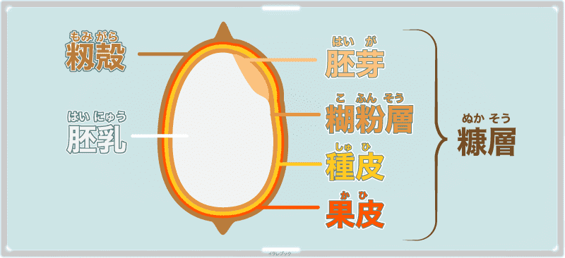 お米の部位の名称 胚乳/糠層(胚芽/糊粉層/種皮/果皮)