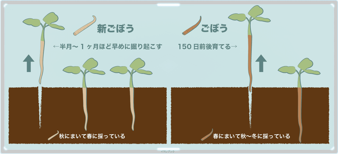 新ごぼうの収穫時期