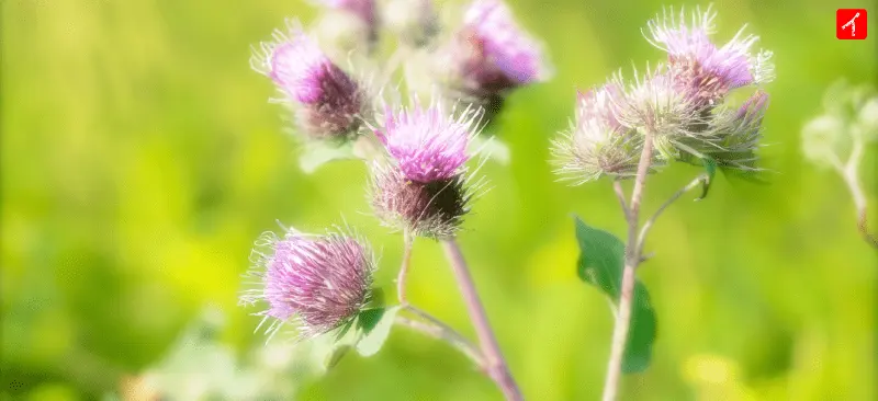 ごぼうの花