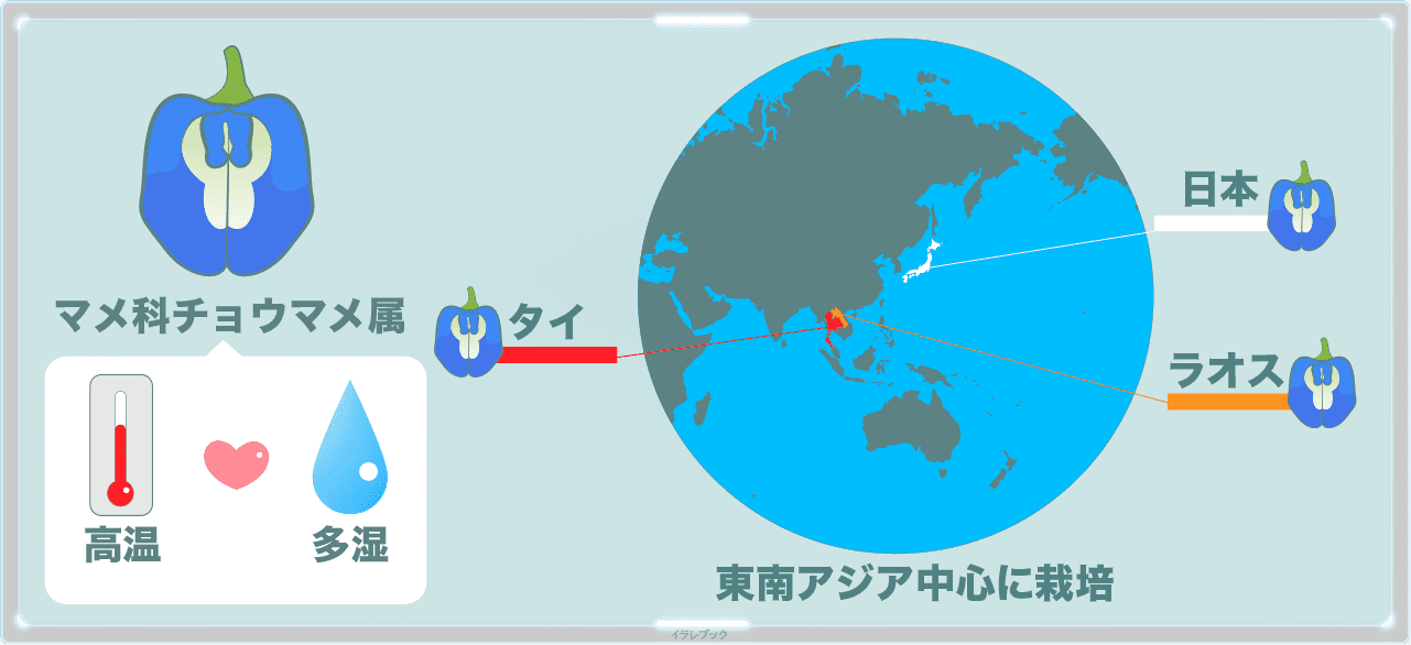 バタフライピーは高温多湿が好き。東南アジア中心に栽培されている