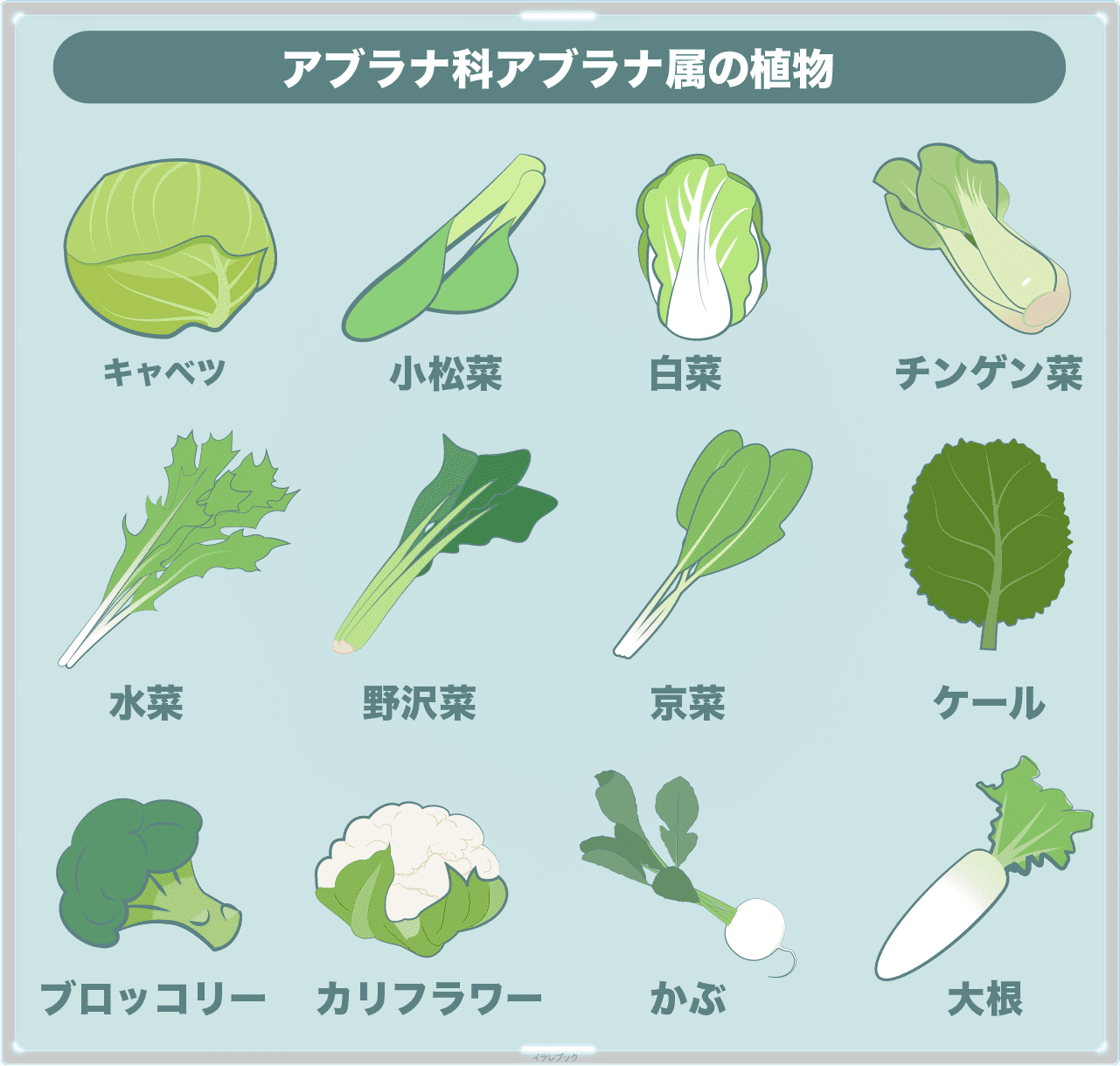 アブラナ科アブラナ属は、小松菜、白菜、青梗菜、水菜、野沢菜、京菜、ケール、ブロッコリー、カリフラワー、カブ、大根