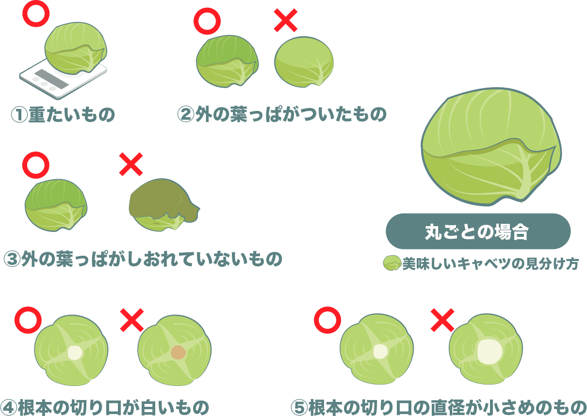 美味しいキャベツの選び方、丸ごとの場合