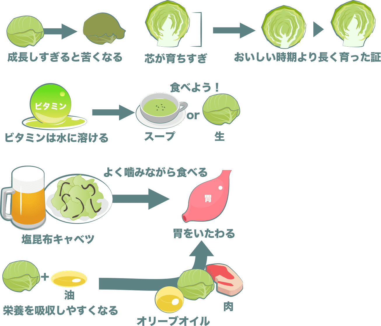 芯が成長しすぎているのは良くない。ビタミンは水に溶けるので、スープか生でキャベツを食べよう。塩昆布キャベツ、オリーブオイル、肉もおすすめ