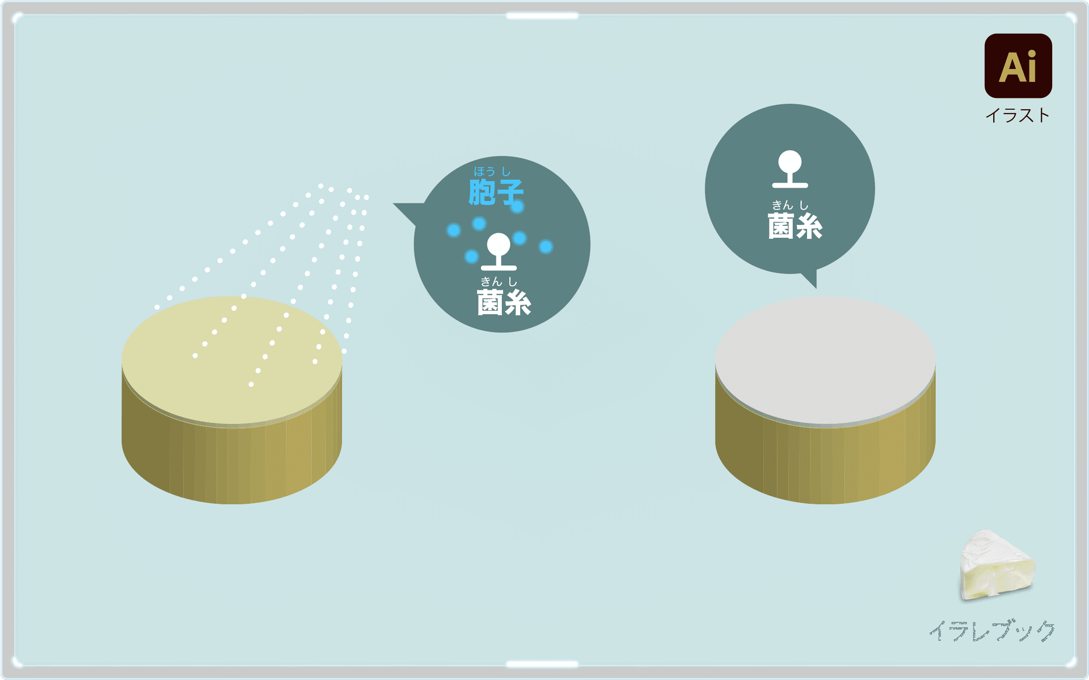 カマンベールチーズ イラスト 栄養 歴史 食べれるカビとその記憶力 美味しい食べ方