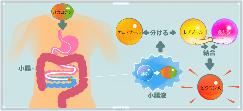 小腸で酵素のはたらきによってビタミンAに変えられる