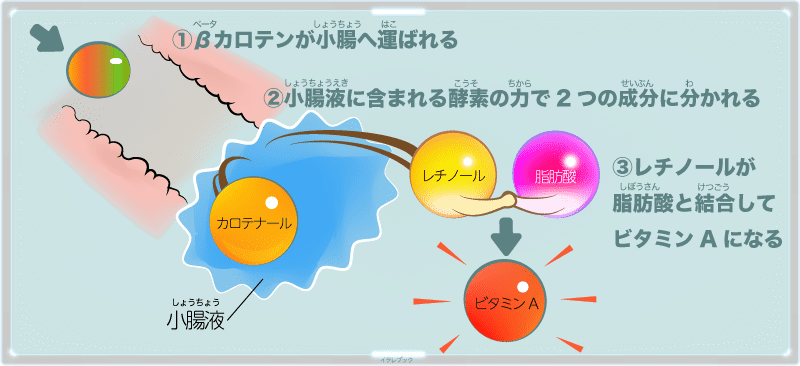 βカロテンをビタミンAにするには、脂肪酸の力が必要