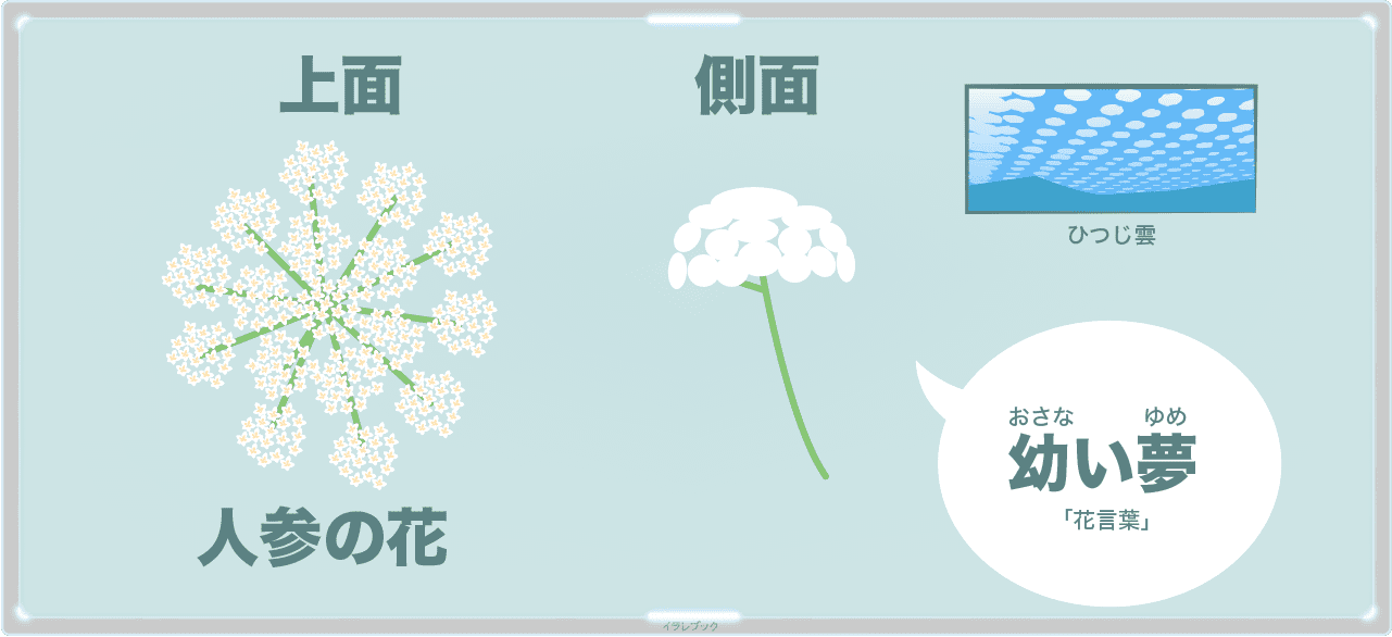 にんじんの花