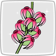 カシューナットノキの花