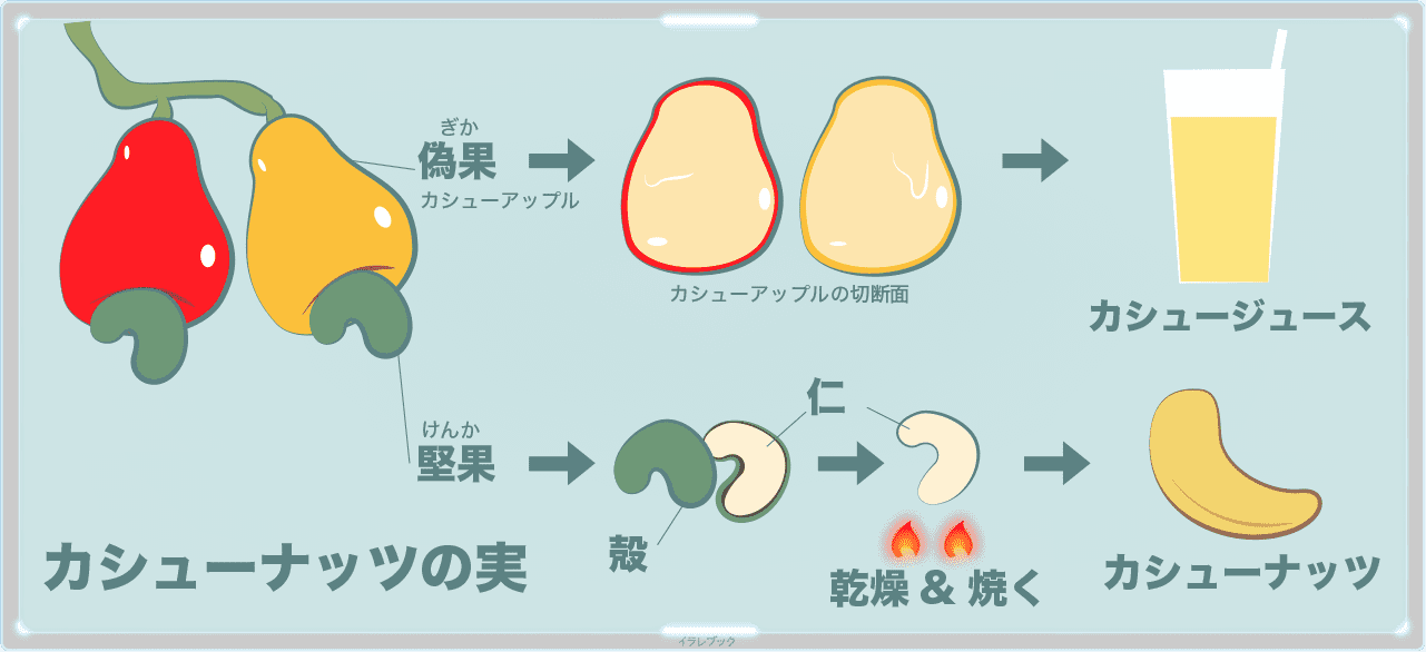 カシュ―ナッツとカシュージュースの作り方