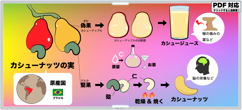 カシューナッツまとめ