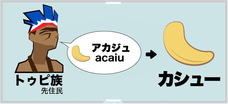 カシュ―ナッツの名前の由来「アカジュ説」