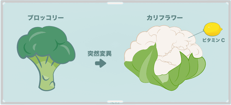 カリフラワーはブロッコリーの突然変異。ビタミンCたっぷり